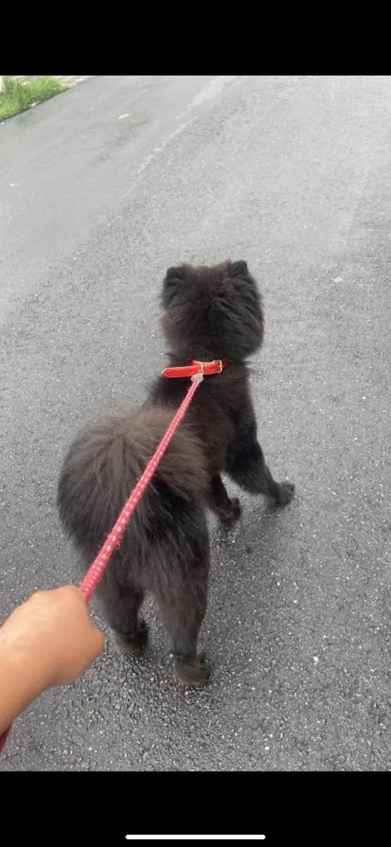 Cachorro ra a Chow-chow idade 7 a 11 meses nome Zeus
