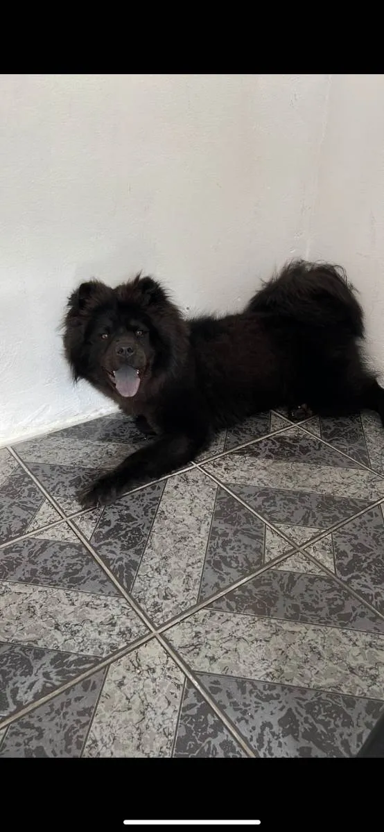 Cachorro ra a Chow-chow idade 7 a 11 meses nome Zeus