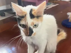 Gato raça SRD  idade 7 a 11 meses nome Melanie