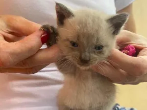Gato raça indefinida  idade Abaixo de 2 meses nome marilyn (mary) 