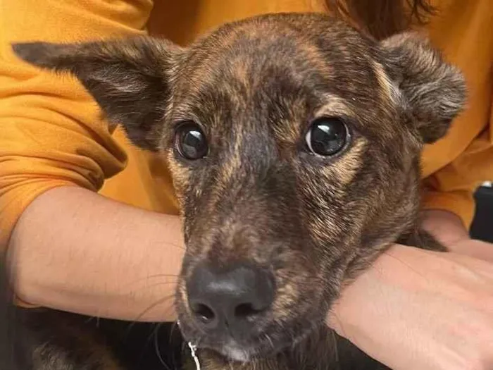 Cachorro raça SRD  idade 2 a 6 meses nome Mille