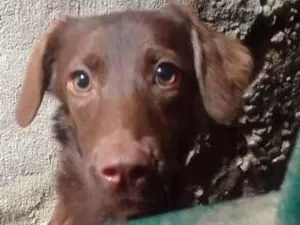 Cachorro raça Vira-lata com labrador  idade 7 a 11 meses nome Moranguinho