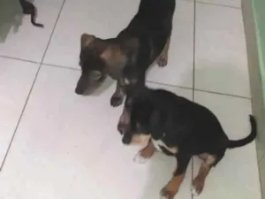 Cachorro raça Pitibu com pastor  idade 2 a 6 meses nome Tigrada