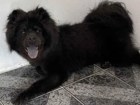 Cachorro ra a Chow-chow idade 7 a 11 meses nome Zeus