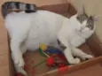 Chavinho