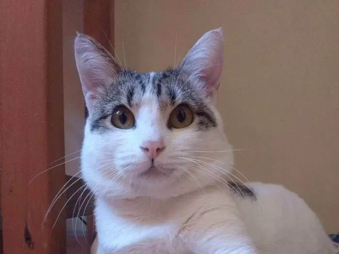 Gato ra a SRD (Gato Egeu ou Agean) idade 4 anos nome Chavinho