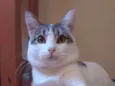 Chavinho
