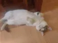 Chavinho