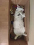 Chavinho