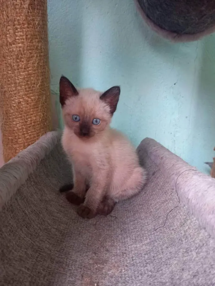 Gato raça Srd idade Abaixo de 2 meses nome FRIDA