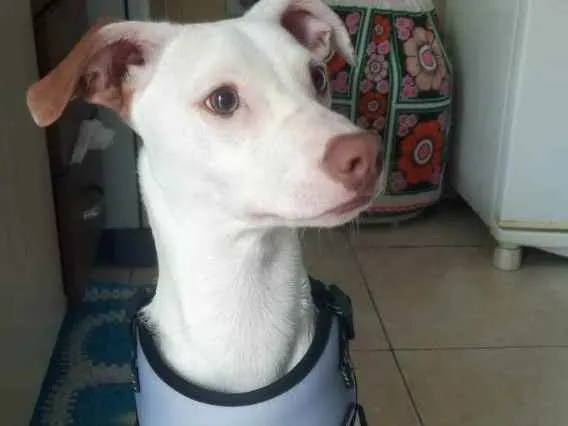 Cachorro ra a Não definida  idade 7 a 11 meses nome Sebastian 