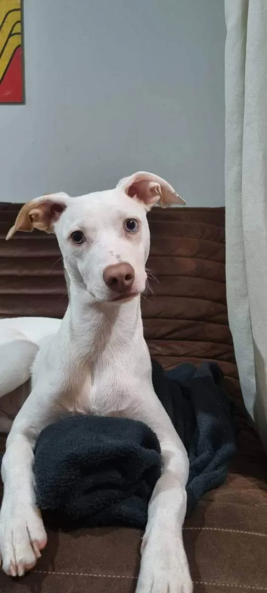 Cachorro ra a Não definida  idade 7 a 11 meses nome Sebastian 