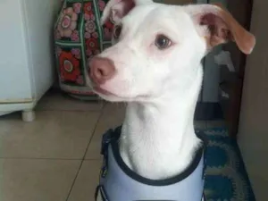 Cachorro raça Não definida  idade 7 a 11 meses nome Sebastian 