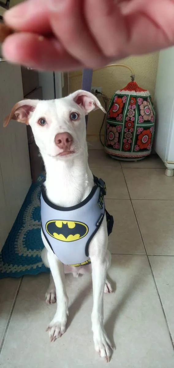 Cachorro ra a Não definida  idade 7 a 11 meses nome Sebastian 