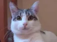 Chavinho