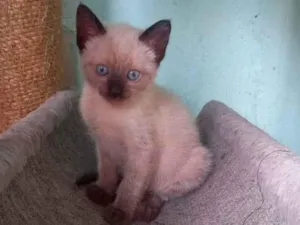 Gato raça Srd idade Abaixo de 2 meses nome FRIDA