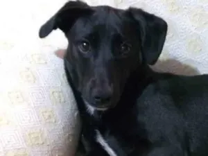 Cachorro raça Vira lata idade 4 anos nome Missy