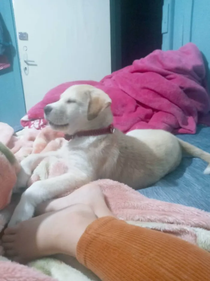 Cachorro ra a Nao  idade 2 a 6 meses nome Duque