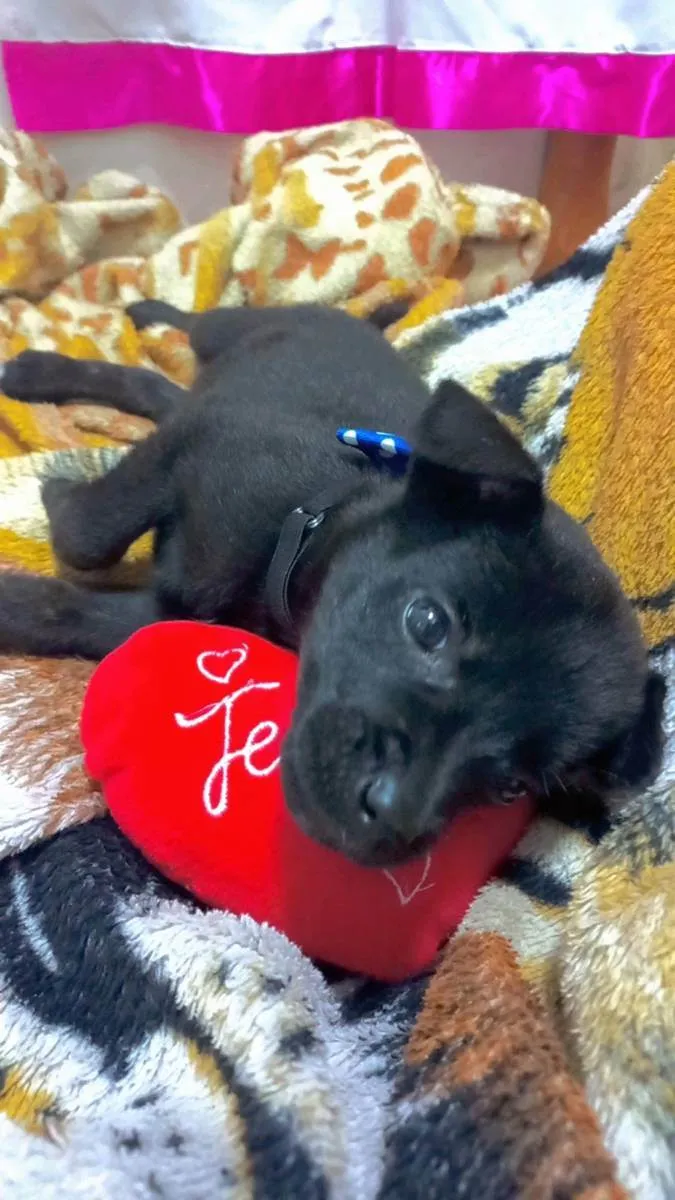 Cachorro ra a Vira lata idade 2 a 6 meses nome Pingo