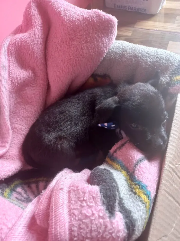 Cachorro ra a Vira lata idade 2 a 6 meses nome Pingo
