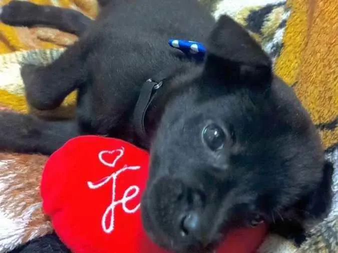 Cachorro ra a Vira lata idade 2 a 6 meses nome Pingo