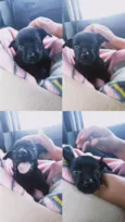 Pingo