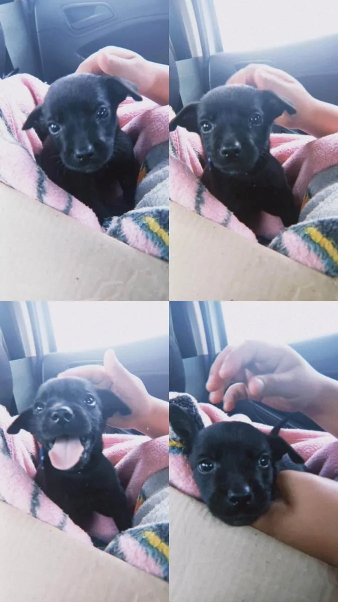 Cachorro ra a Vira lata idade 2 a 6 meses nome Pingo