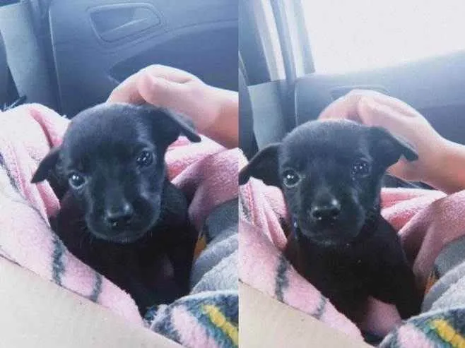 Cachorro ra a Vira lata idade 2 a 6 meses nome Pingo