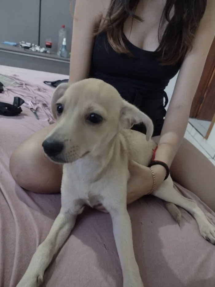 Cachorro ra a Não sei idade 2 a 6 meses nome Lilli