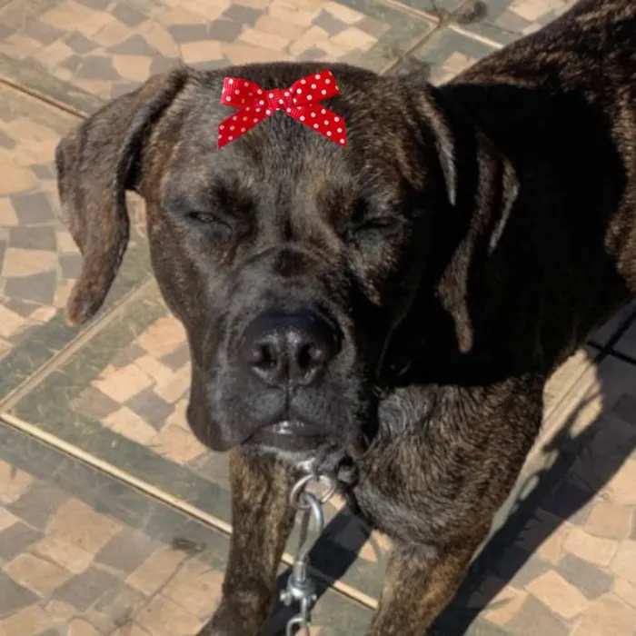 Cachorro ra a Mestiça  idade 1 ano nome Kiara 