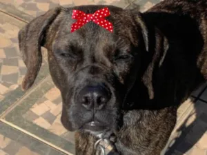 Cachorro raça Mestiça  idade 1 ano nome Kiara 