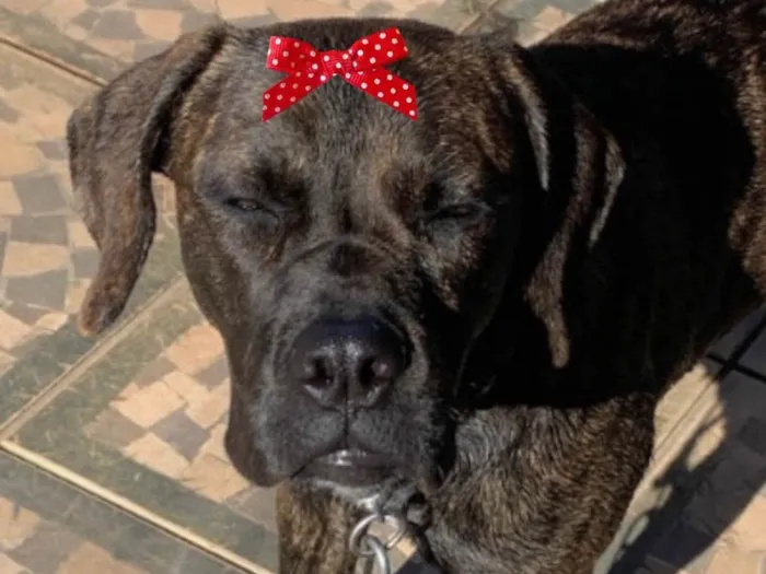 Cachorro ra a Mestiça  idade 1 ano nome Kiara 