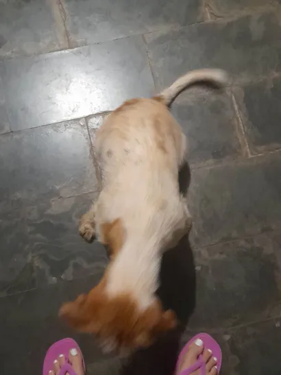 Cachorro raça Vira lata idade  nome Tico