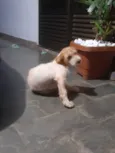 Tico