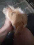 Tico