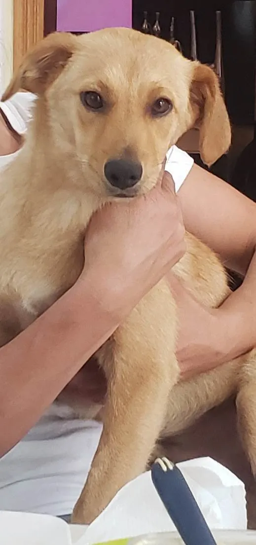 Cachorro raça Srd idade 2 a 6 meses nome BORES