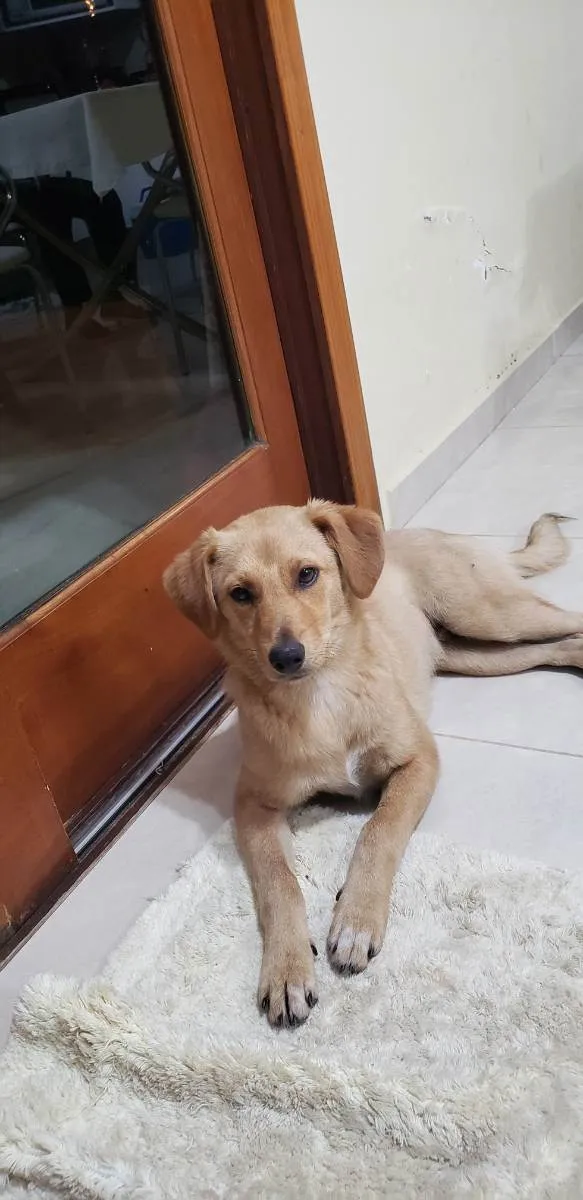 Cachorro raça Srd idade 2 a 6 meses nome BORES