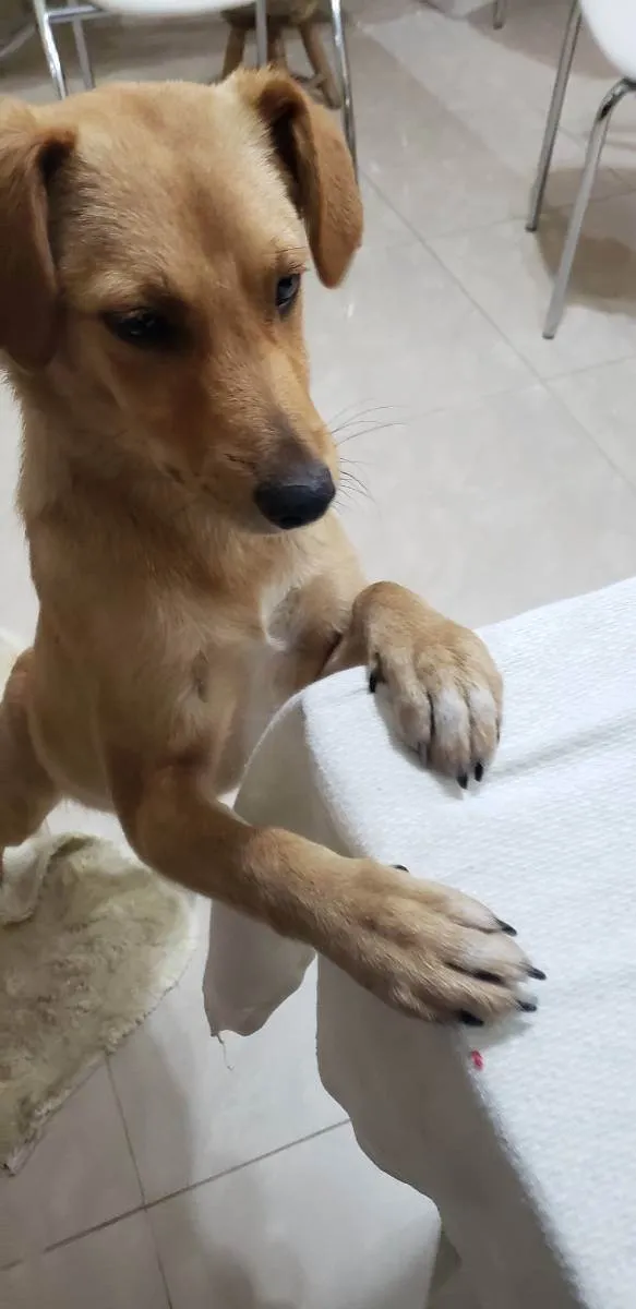 Cachorro raça Srd idade 2 a 6 meses nome BORES