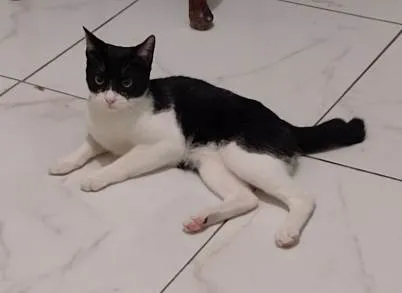 Gato ra a SRD idade 7 a 11 meses nome Joaquim 