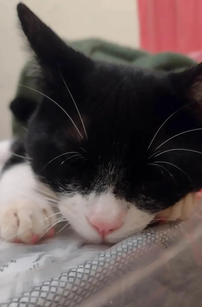 Gato ra a SRD idade 7 a 11 meses nome Joaquim 