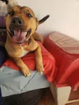 Cachorro raça Srd idade 2 anos nome HULK