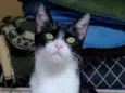 Joaquim 