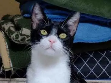 Gato ra a SRD idade 7 a 11 meses nome Joaquim 