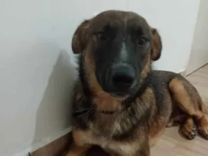 Cachorro raça Srd idade 7 a 11 meses nome SHEIK