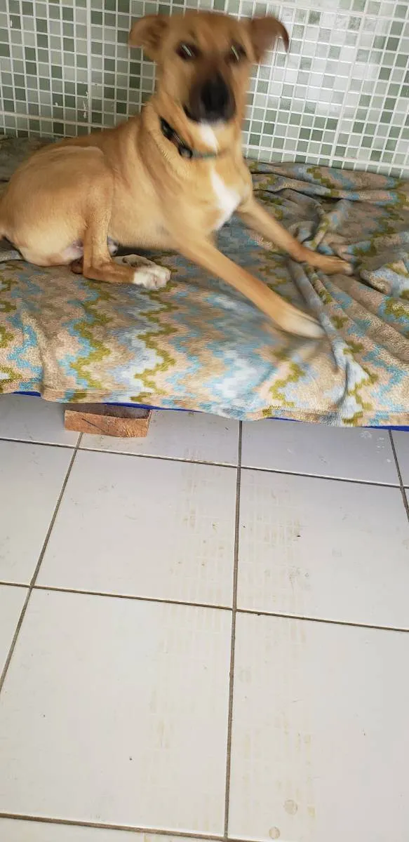 Cachorro raça Srd idade 1 ano nome HATCH