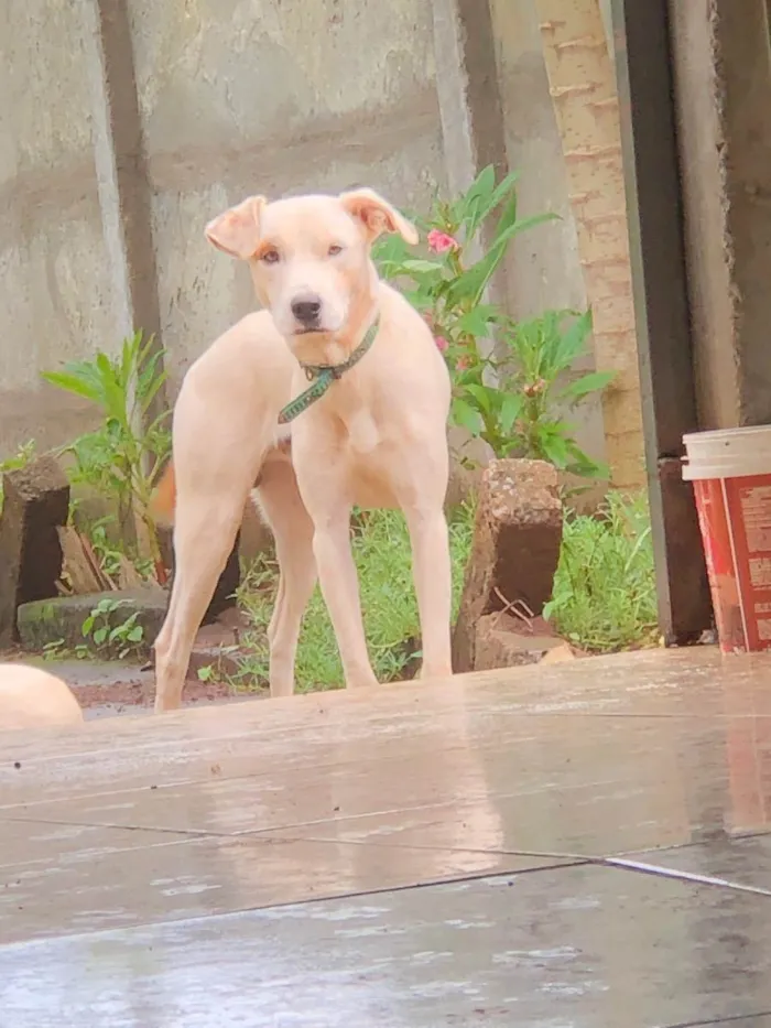 Cachorro ra a Vira-lata/pitbull idade 2 anos nome Duque & Reck