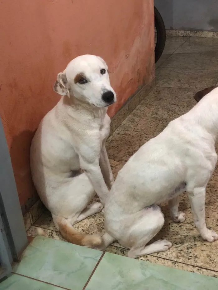 Cachorro ra a Vira-lata/pitbull idade 2 anos nome Duque & Reck