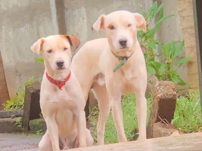 Cachorro ra a Vira-lata/pitbull idade 2 anos nome Duque & Reck