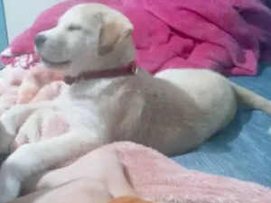 Cachorro raça Nao  idade 2 a 6 meses nome Duque