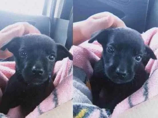 Cachorro ra a Vira lata idade 2 a 6 meses nome Pingo